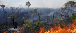 Foto extraída do site meioambiente.culturamix