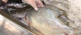 O primeiro ponto a ser observado na hora da compra do peixe é a refrigeração (Agência Minas)