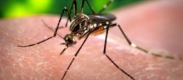 Mosquito Aedes aegypti é o transmissor da zika, dengue e chikungunya