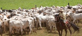 O rebanho mineiro que deverá ser vacinado é de 23,7 milhões de animais (Foto: Wilson Ferreira/Agência Minas)