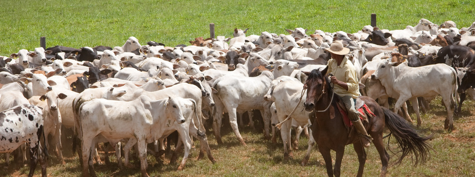 O rebanho mineiro que deverá ser vacinado é de 23,7 milhões de animais (Foto: Wilson Ferreira/Agência Minas)