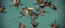 Em 2017, foram notificados 16.995 casos prováveis de chikungunya